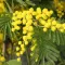 Acacia 