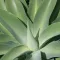 Agave