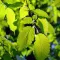Alder