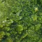 Algae