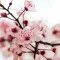 Almond Blossom