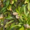Almond tree