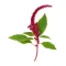 Amaranthus