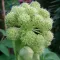 Angelica