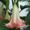 Angel's Trumpet