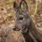 Animal Notes