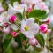 Apple Blossom