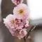 Apricot Blossom