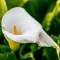 Arum Lily
