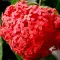 Ashoka Flower