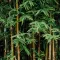 Bamboo