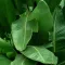 Banana Leaf