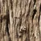 Bark