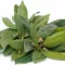 Bay Leaf