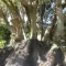 Belambra Tree