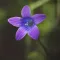 Bellflower