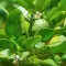 Bergamot Blossom