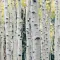Birch