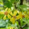 Black Currant Blossom