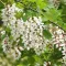 Black Locust