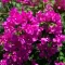 Bougainvillea