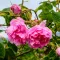 Bulgarian Rose