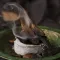 Burnt Oud