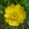 Buttercup