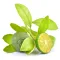 Calamansi