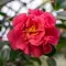 Camellia