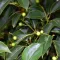 Camphor