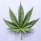 Cannabis