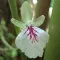 Cardamom Flower