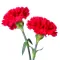 Carnation