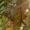 Carob Tree