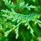 Cedar Leaves
