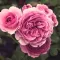 Centifolia Rose