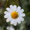 Chamomile