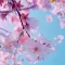 Cherry Blossom