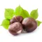 Chestnut
