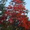 Christmas Tree or Flame Tree
