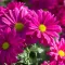 Chrysanthemum
