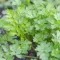 Cilantro