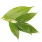 Cinnamon Leaf