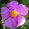 Cistus
