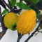 Citron