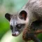 Civet