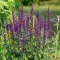 Clary Sage