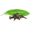Clove Leaf