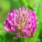 Clover
